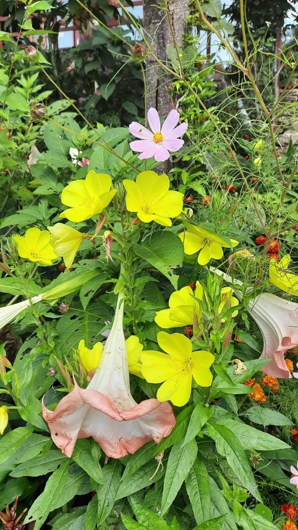 Nanda View Cottage
